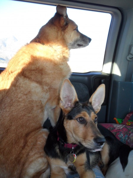 Mochii and Moab enjoying the scenery in the Central Valley.