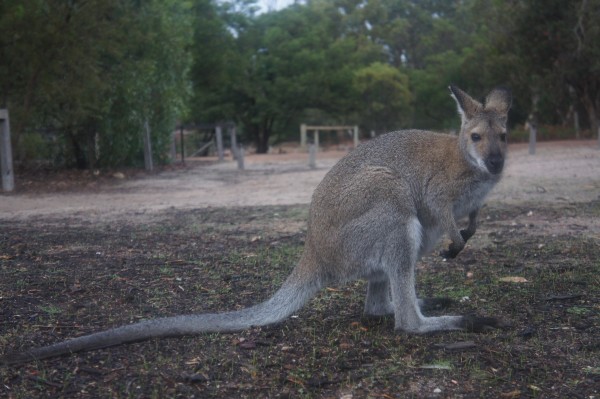 kangaroos everywhere