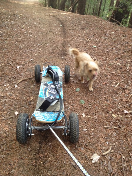 Boogie generously gave me her leash to help pull the board up hill to ...