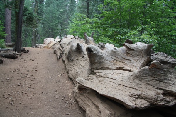 Transformation:  From tree to the worlds largest Alligator......