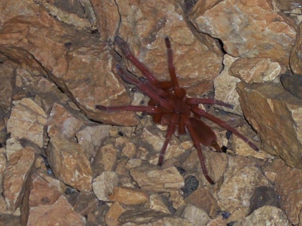 watch out for cave dwellers...this one is a tarantula