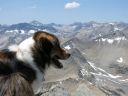 Doggy 5.2 - Climbing Class 2 Mt. Agassiz with dogs - Click for details