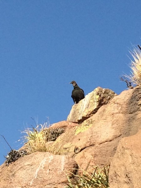 Why is it carrion eaters always show up when we climb?