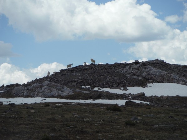 Local climbers