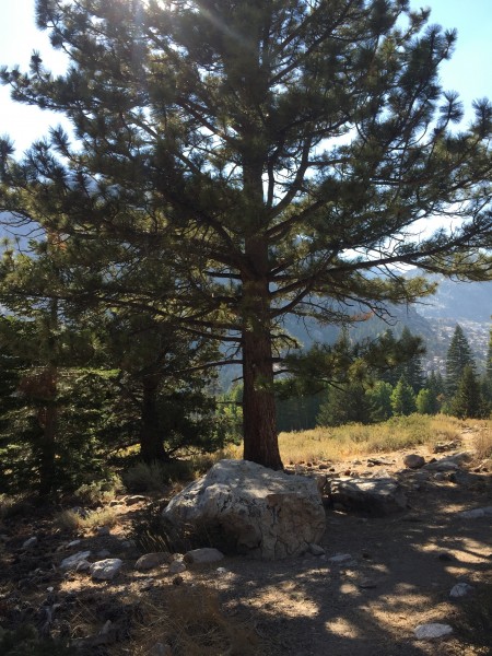 Tree to turn off main trail to head up Little Slide Canyon.