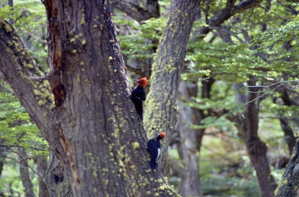 Magellanic Woodpecker