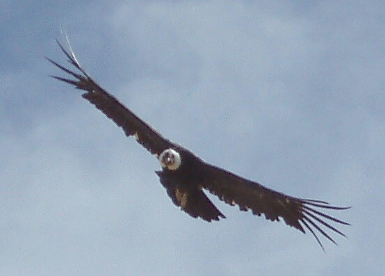 Andean Condor