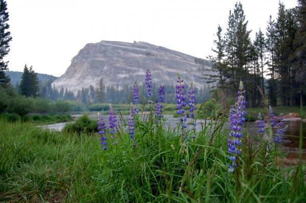 Big snow year, lots of wildflowers