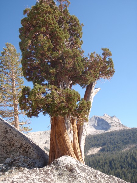 Western Juniper, Daff Dome slabs