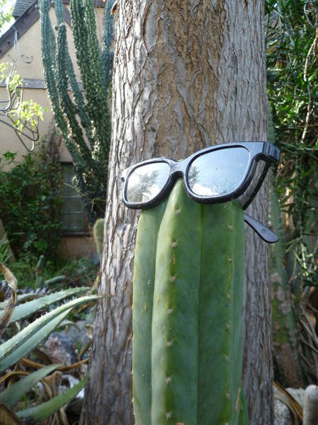 Even the succulents are hip in Berkeley.