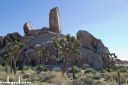 Joshua Tree April 1-6 (includes Flanders Fundraiser) - Click for details