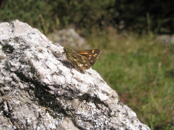 A butterfly enjoying the sun, just like I did.